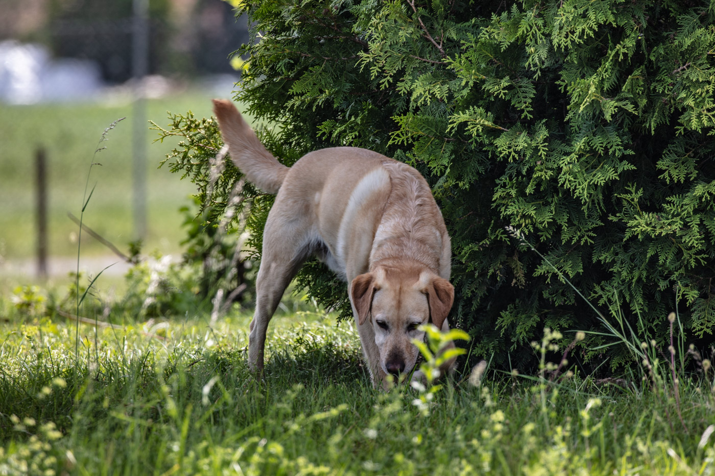 Hundeschule-15-06-2019 (11 von 93)