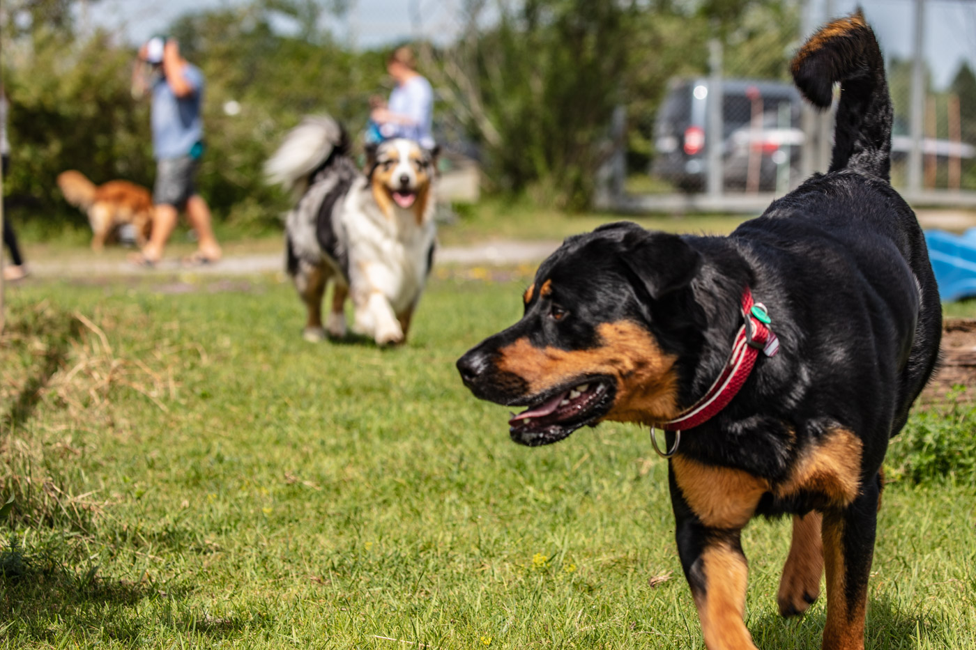 Hundeschule-15-06-2019 (16 von 93)