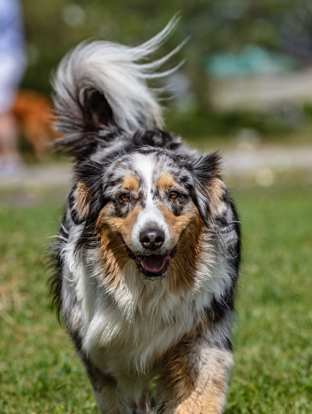 Hundeschule-15-06-2019 (17 von 93)