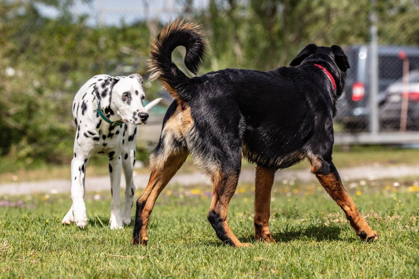 Hundeschule-15-06-2019 (19 von 93)