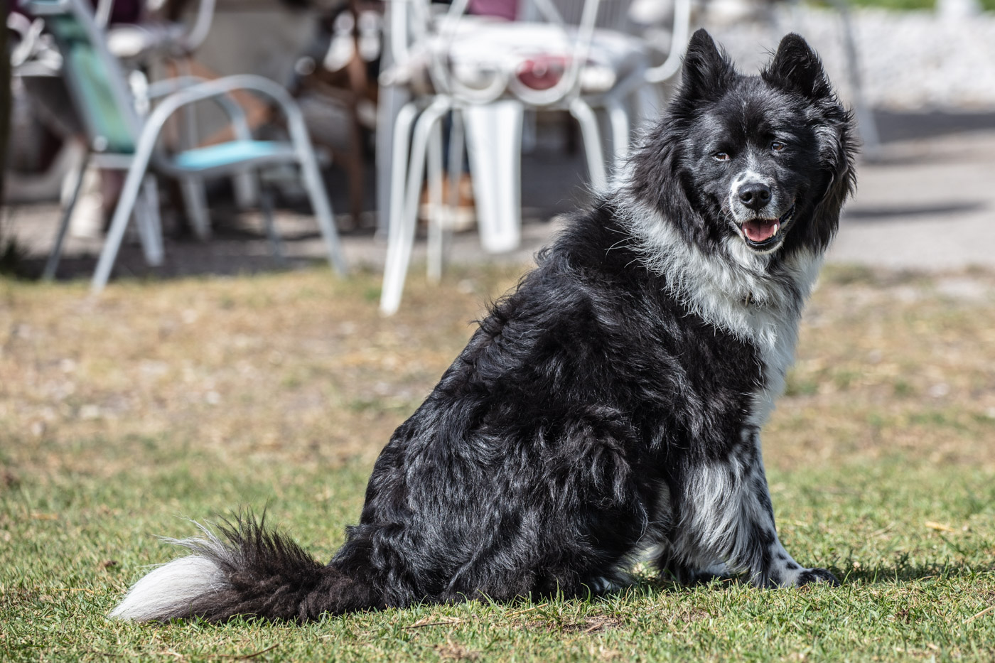 Hundeschule-15-06-2019 (2 von 93)