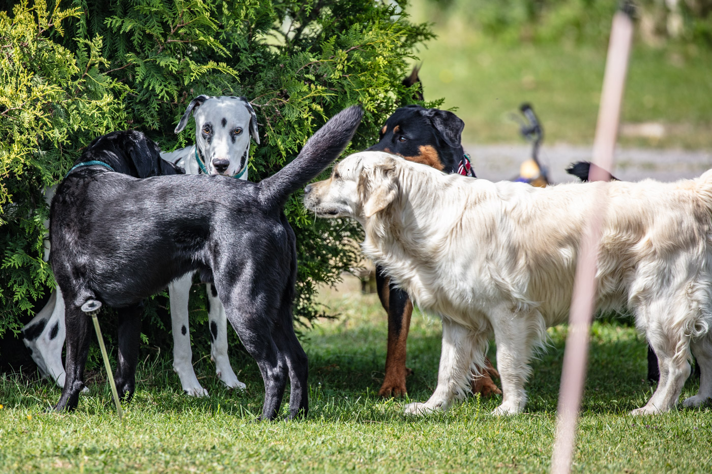 Hundeschule-15-06-2019 (20 von 93)