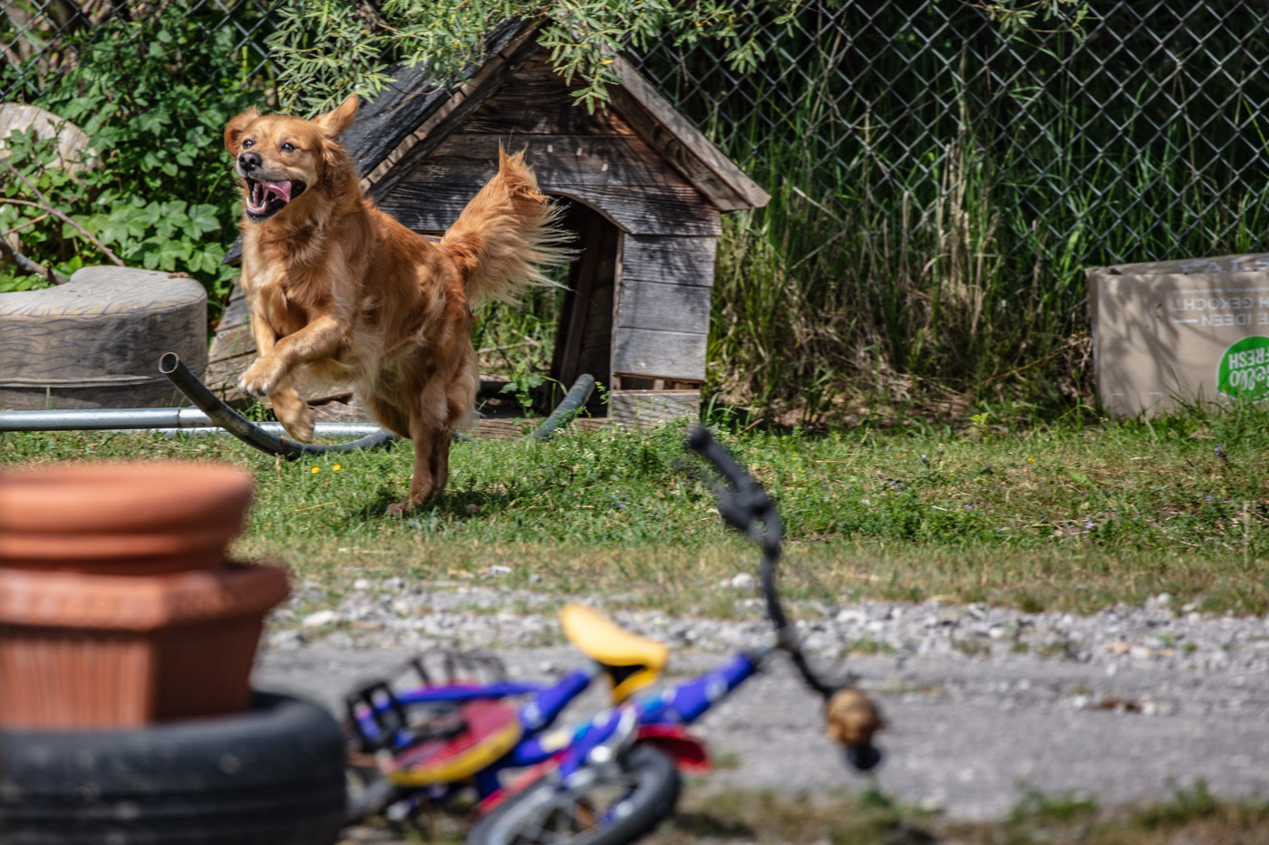 Hundeschule-15-06-2019 (21 von 93)