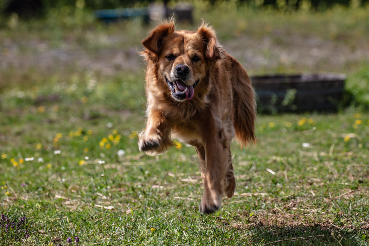 Hundeschule-15-06-2019 (22 von 93)