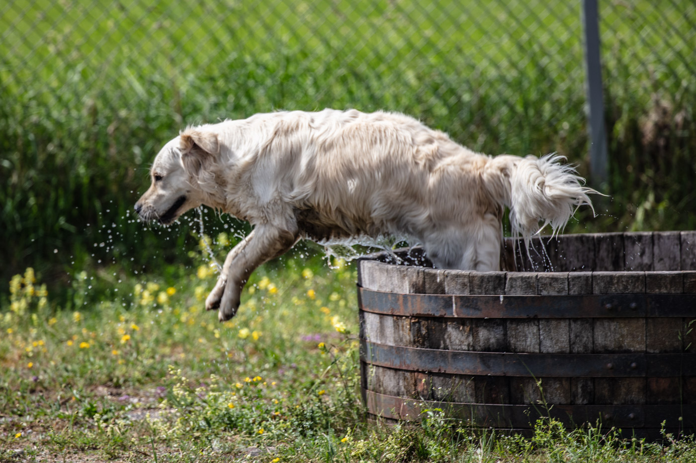 Hundeschule-15-06-2019 (24 von 93)