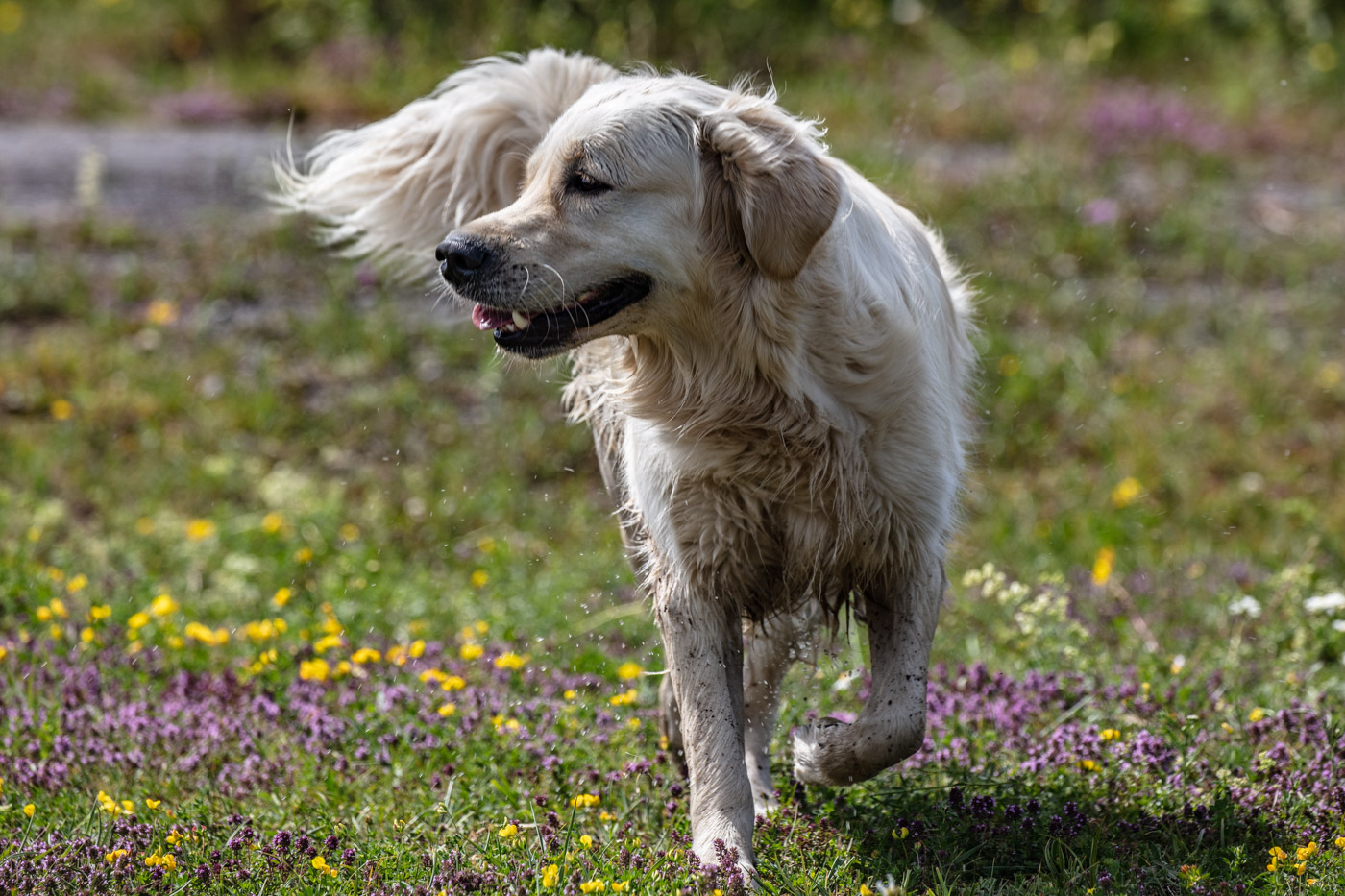 Hundeschule-15-06-2019 (27 von 93)