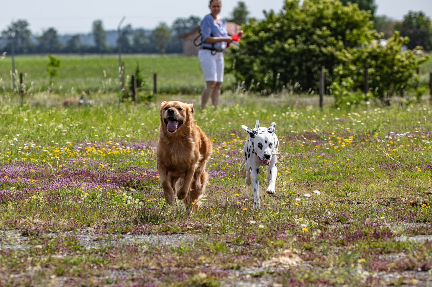 Hundeschule-15-06-2019 (28 von 93)