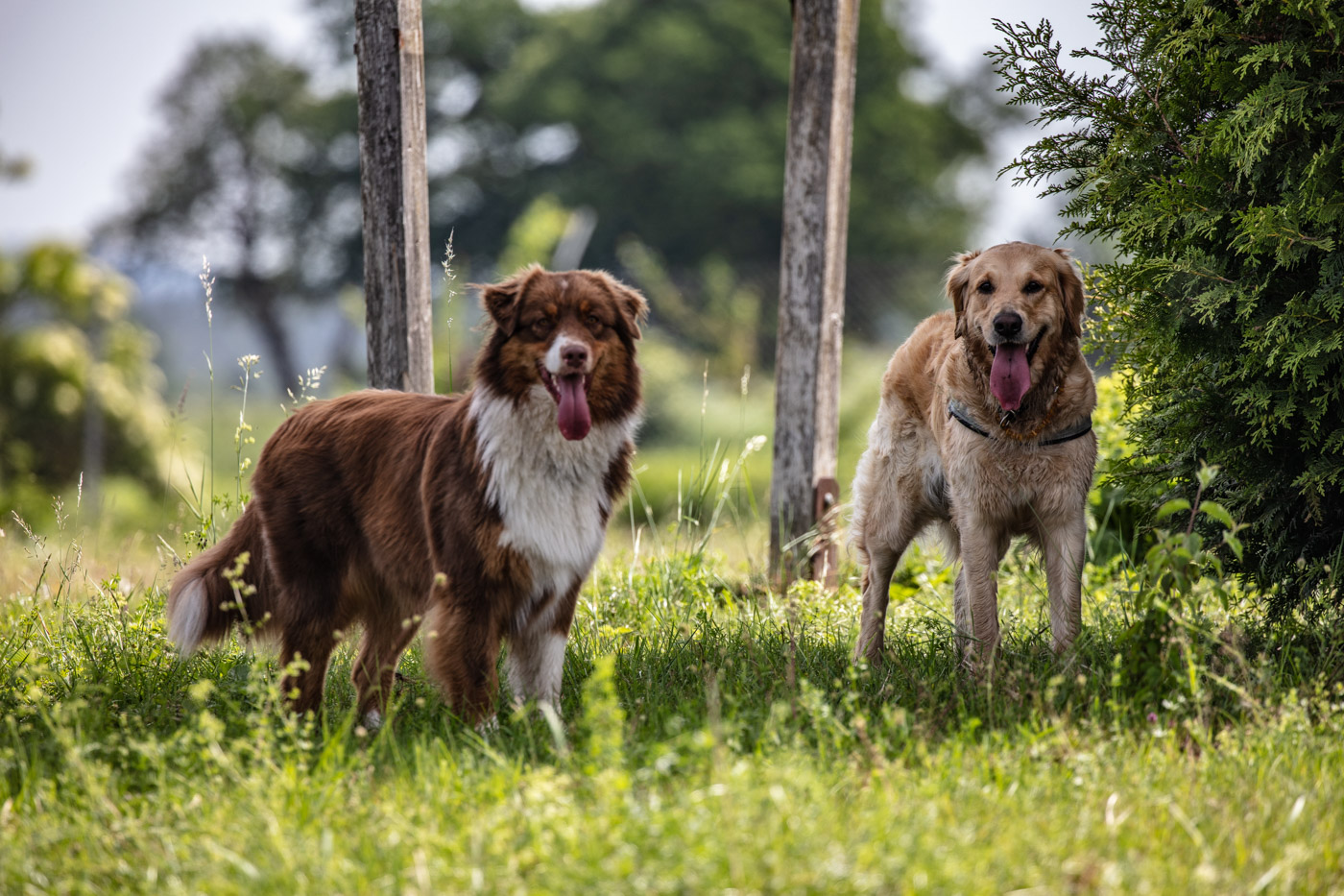 Hundeschule-15-06-2019 (31 von 93)