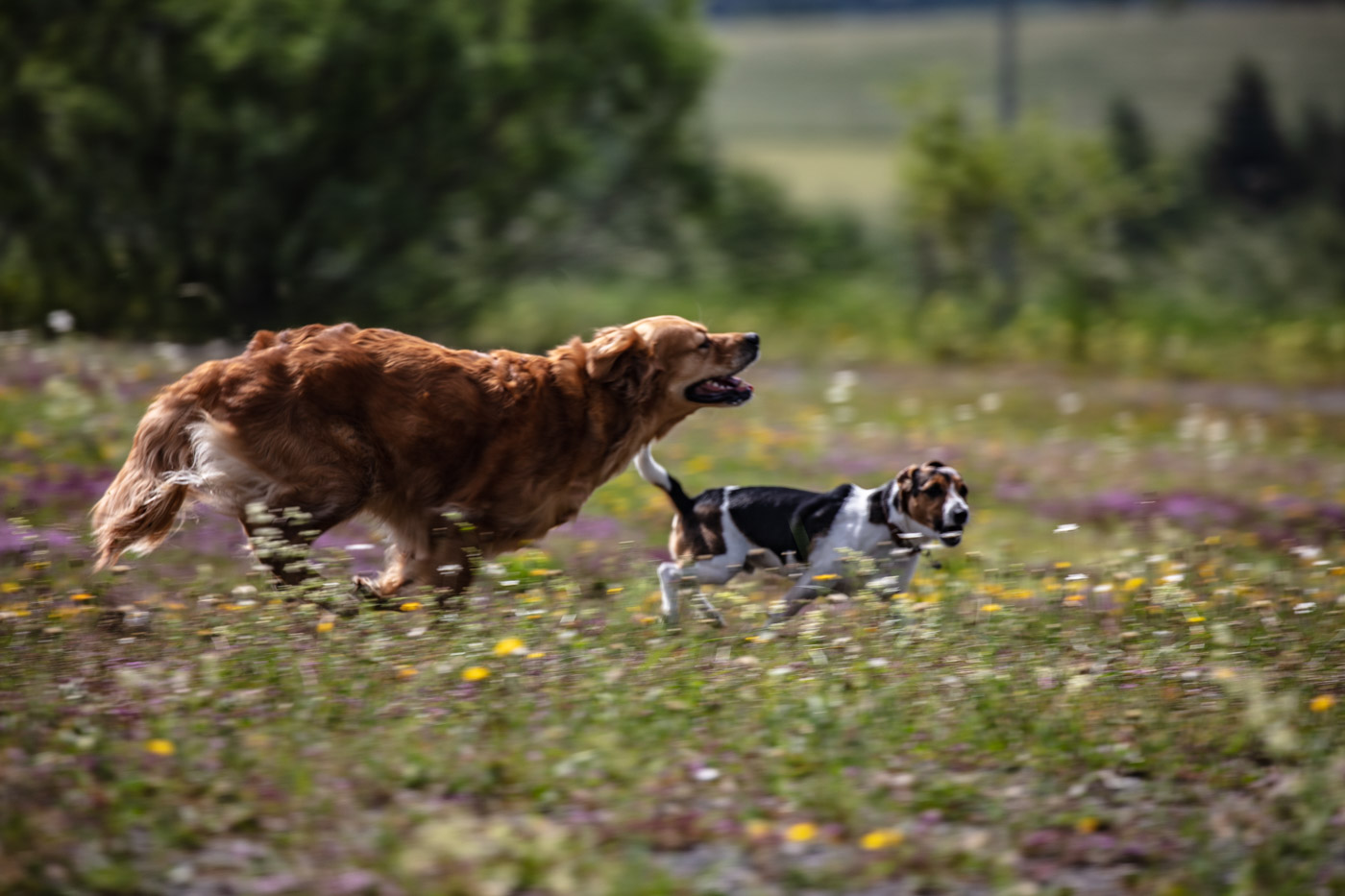 Hundeschule-15-06-2019 (32 von 93)