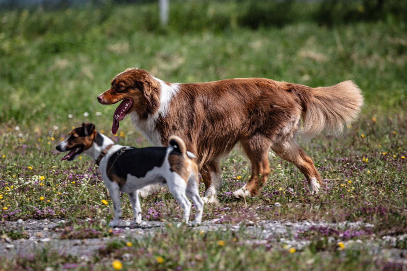 Hundeschule-15-06-2019 (34 von 93)