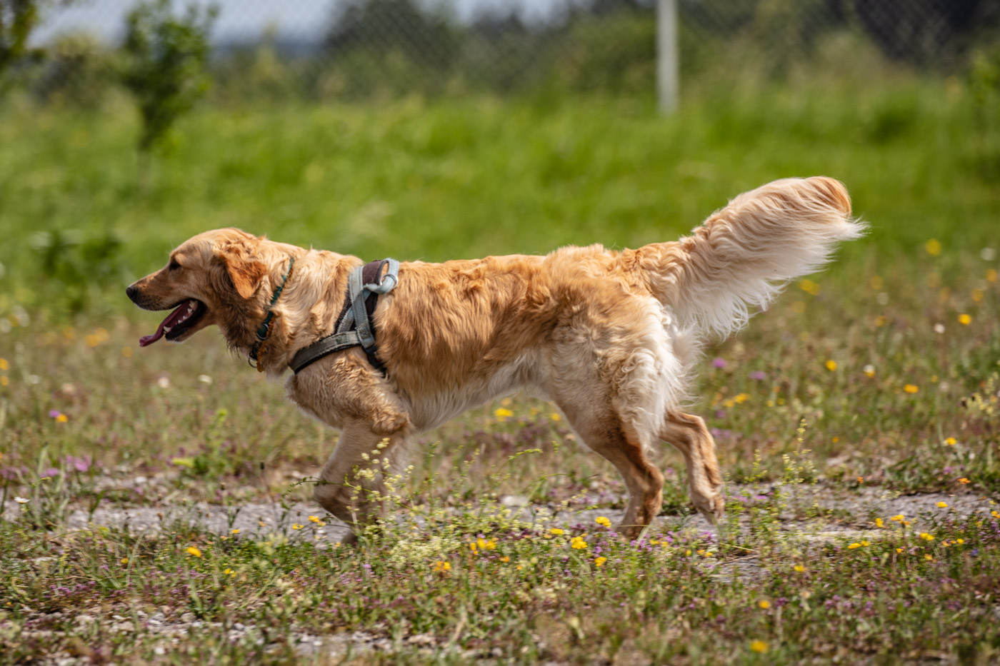 Hundeschule-15-06-2019 (35 von 93)