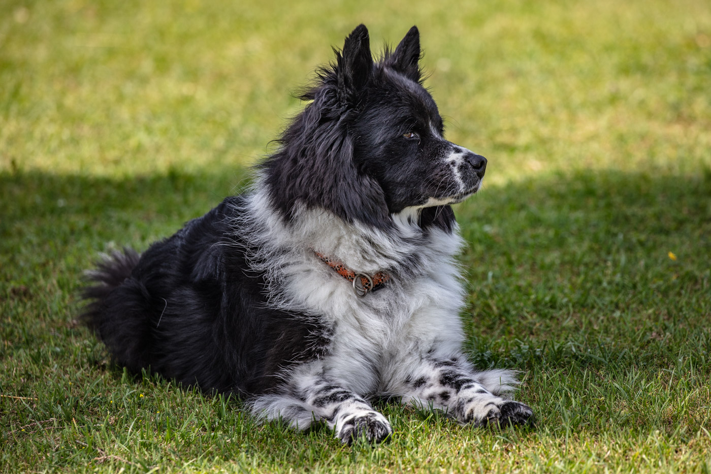 Hundeschule-15-06-2019 (36 von 93)