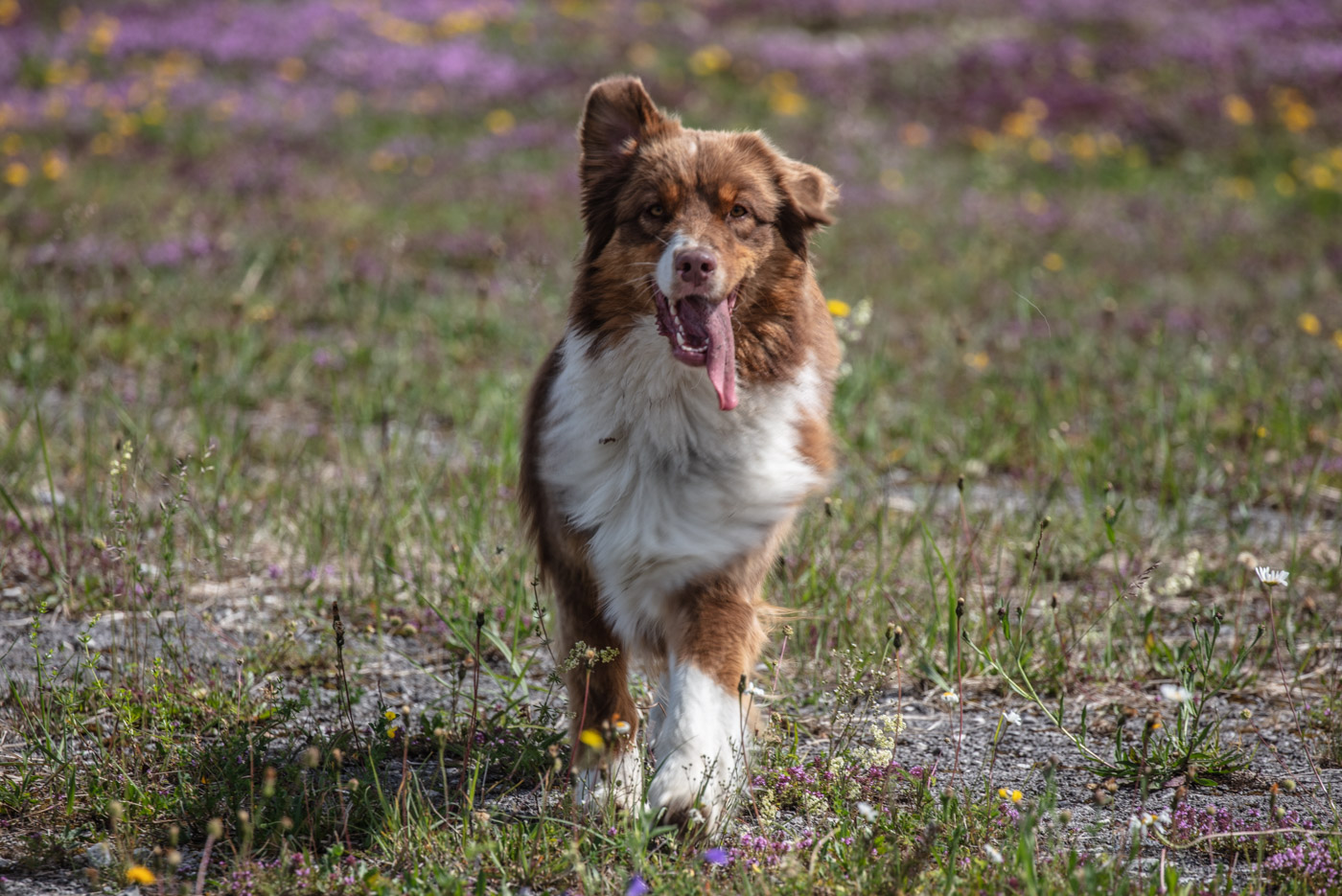 Hundeschule-15-06-2019 (4 von 93)