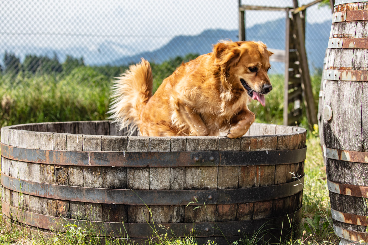 Hundeschule-15-06-2019 (46 von 93)