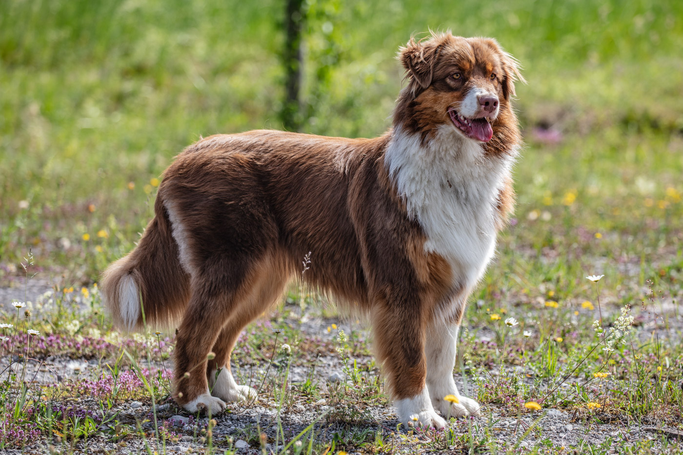 Hundeschule-15-06-2019 (5 von 93)