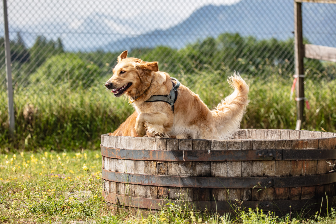 Hundeschule-15-06-2019 (50 von 93)