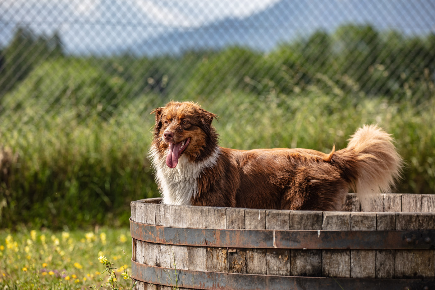 Hundeschule-15-06-2019 (52 von 93)