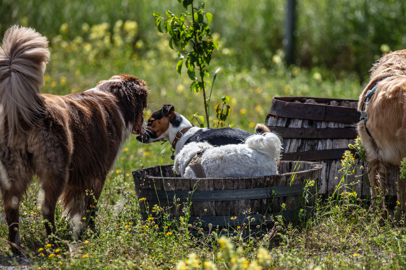 Hundeschule-15-06-2019 (58 von 93)