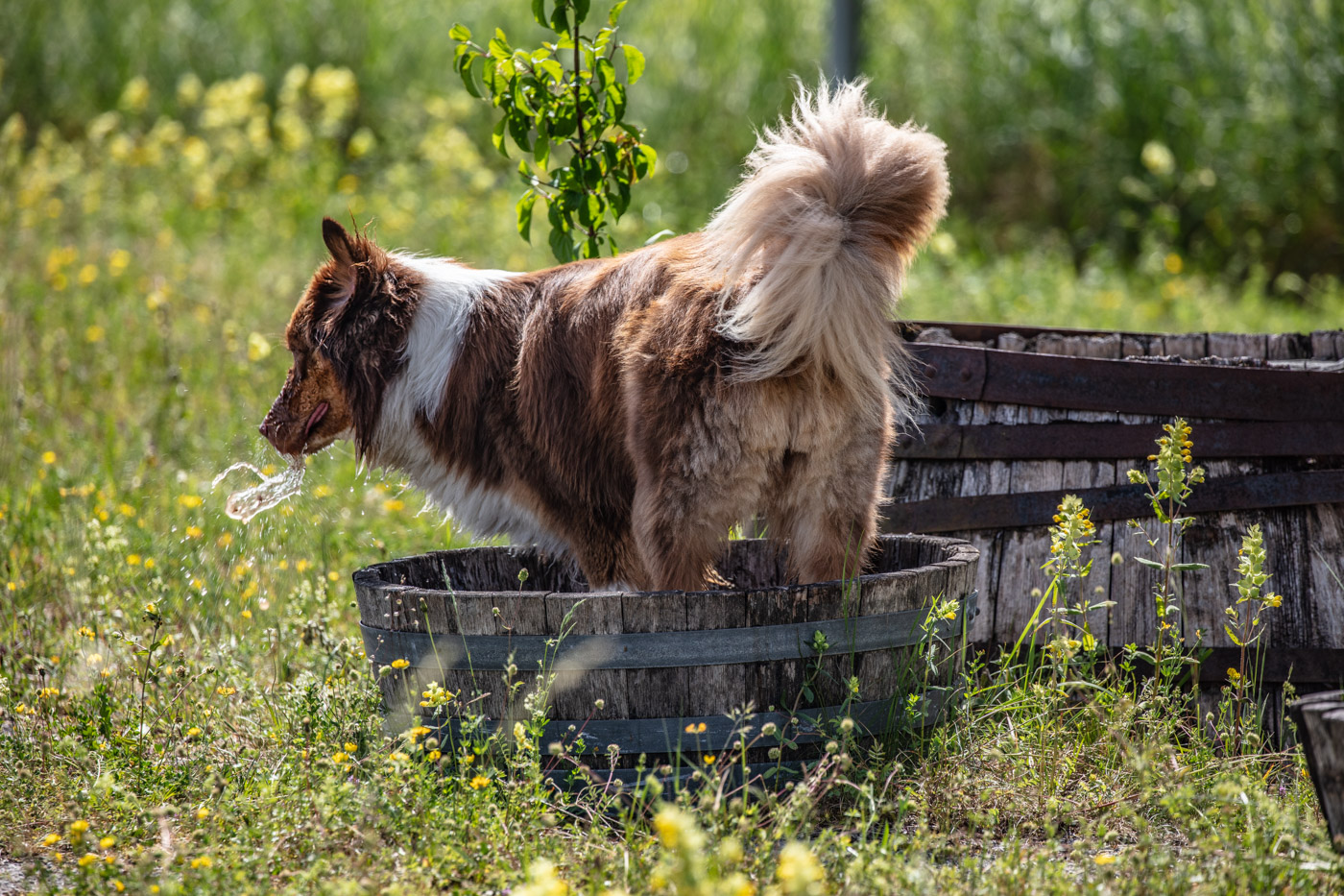 Hundeschule-15-06-2019 (60 von 93)