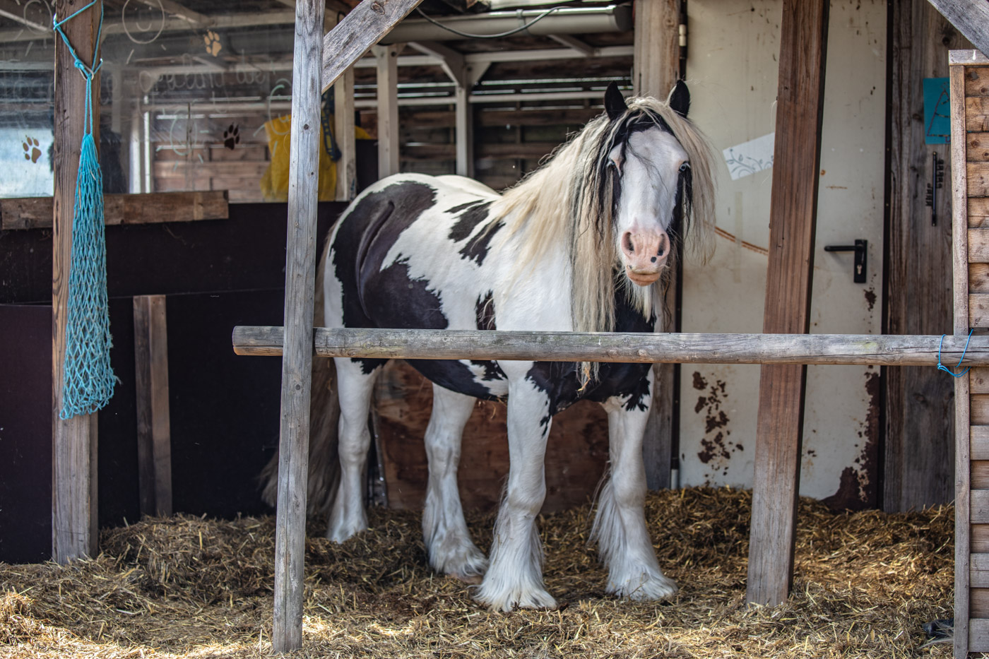 Hundeschule-15-06-2019 (62 von 93)