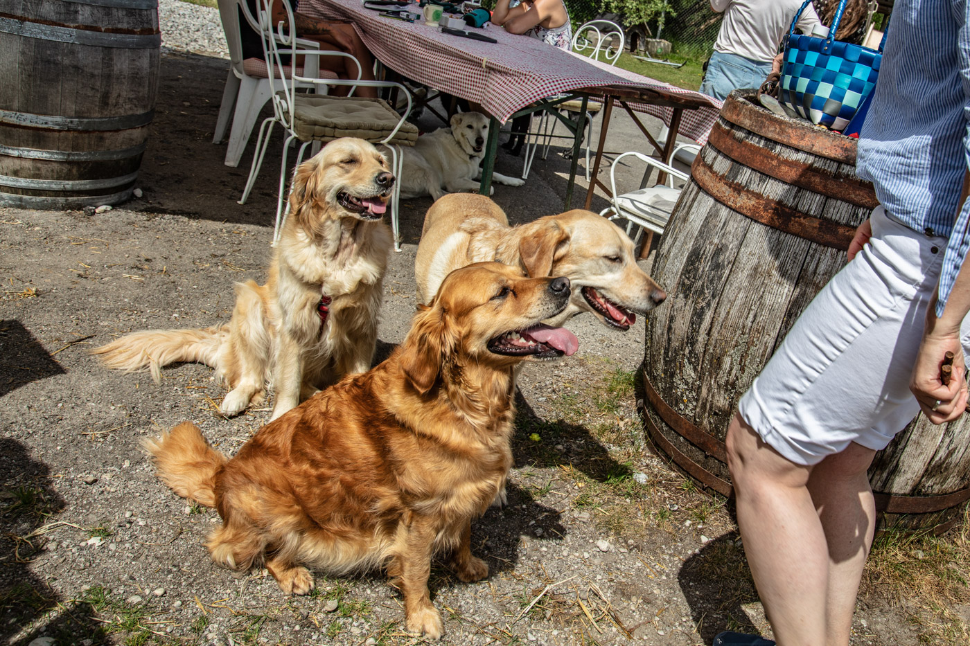 Hundeschule-15-06-2019 (66 von 93)