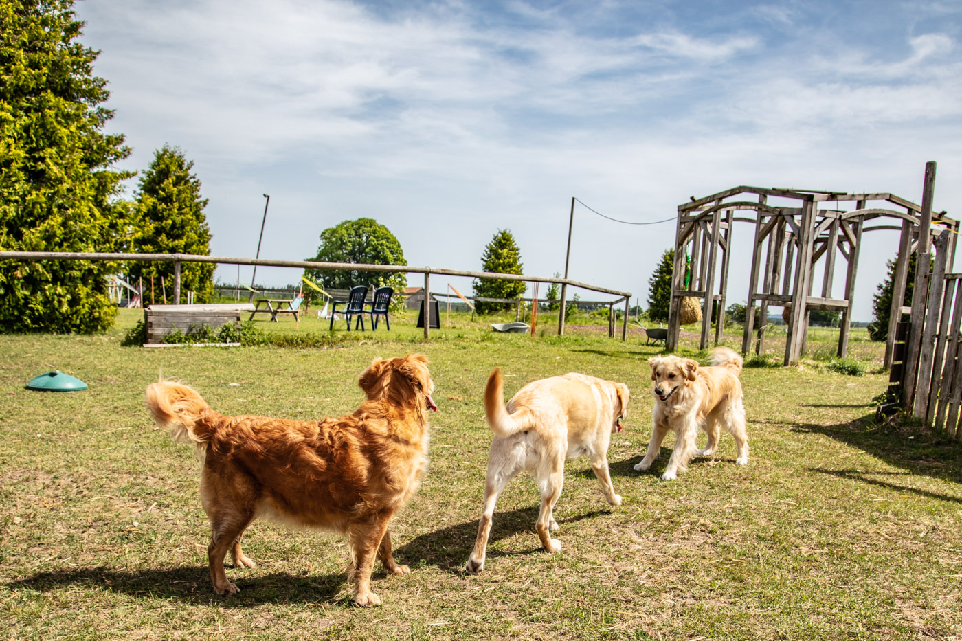 Hundeschule-15-06-2019 (67 von 93)