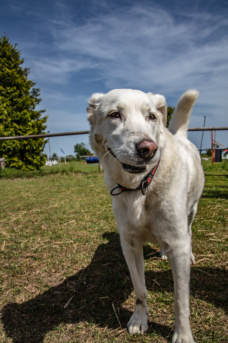 Hundeschule-15-06-2019 (72 von 93)