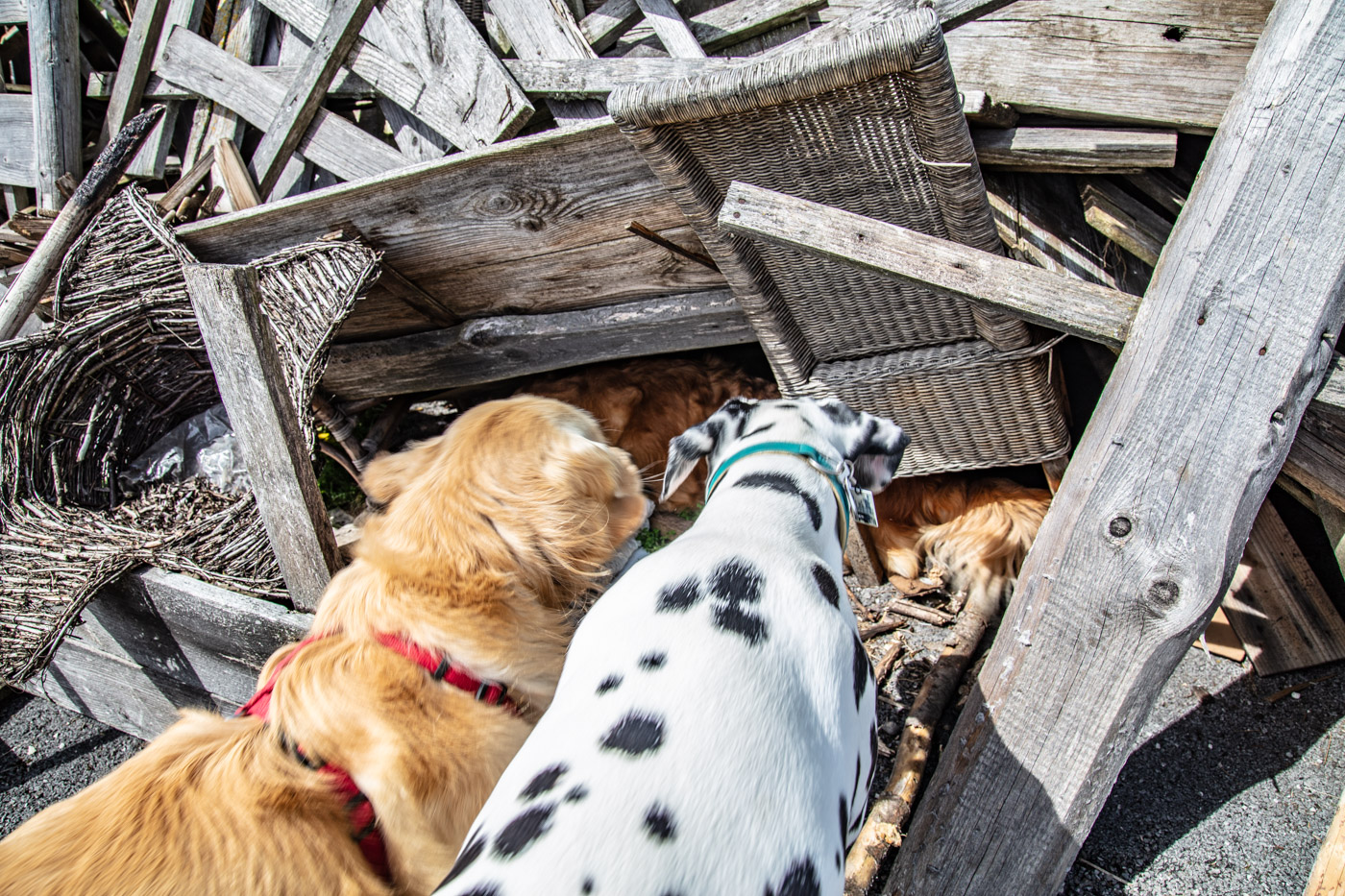 Hundeschule-15-06-2019 (74 von 93)