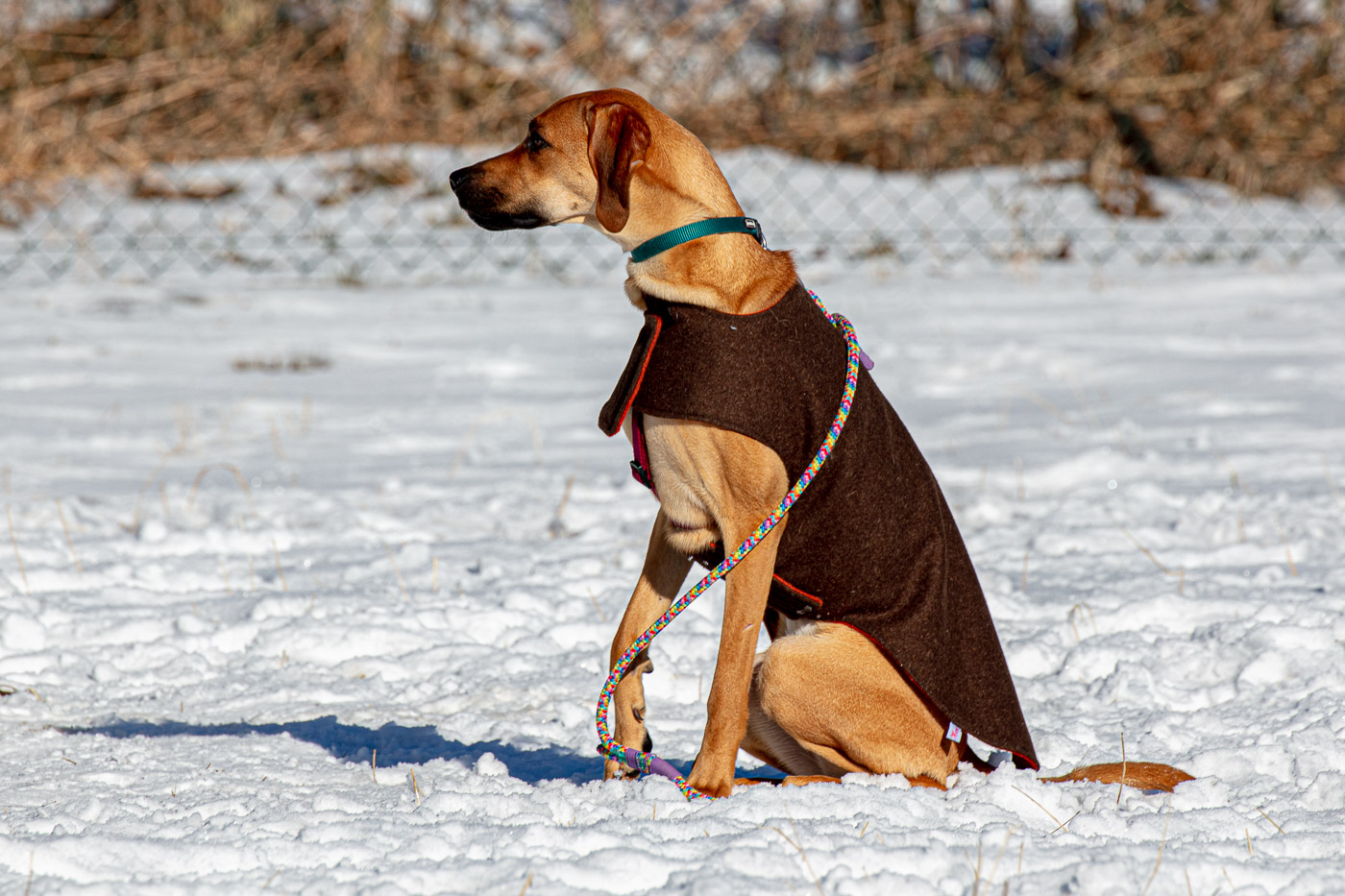 Hundeschule-Winter-08-02-2020 (10 von 69)