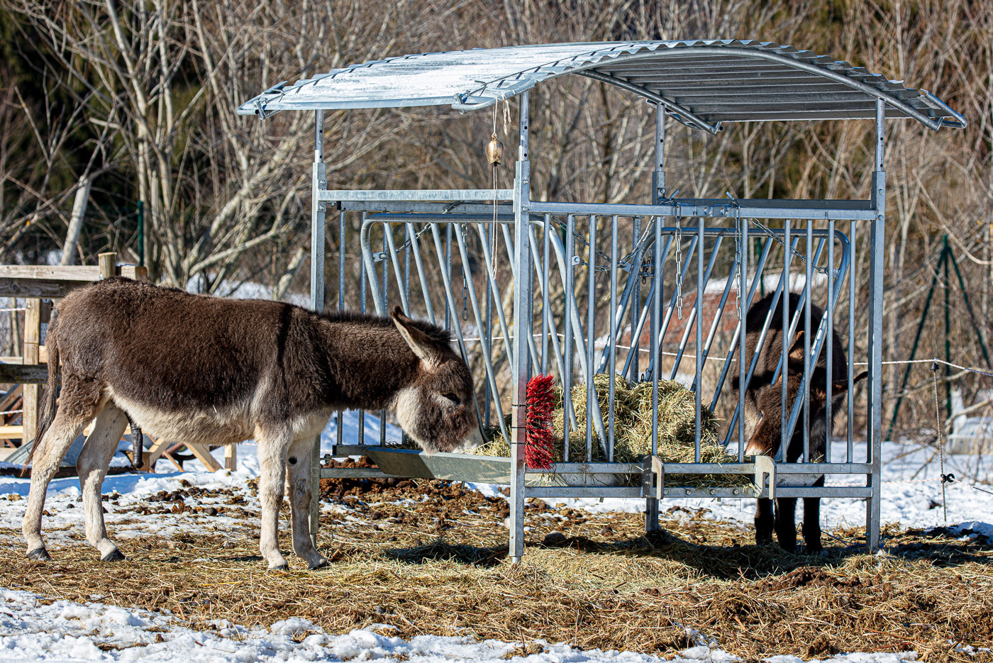 Hundeschule-Winter-08-02-2020 (3 von 69)