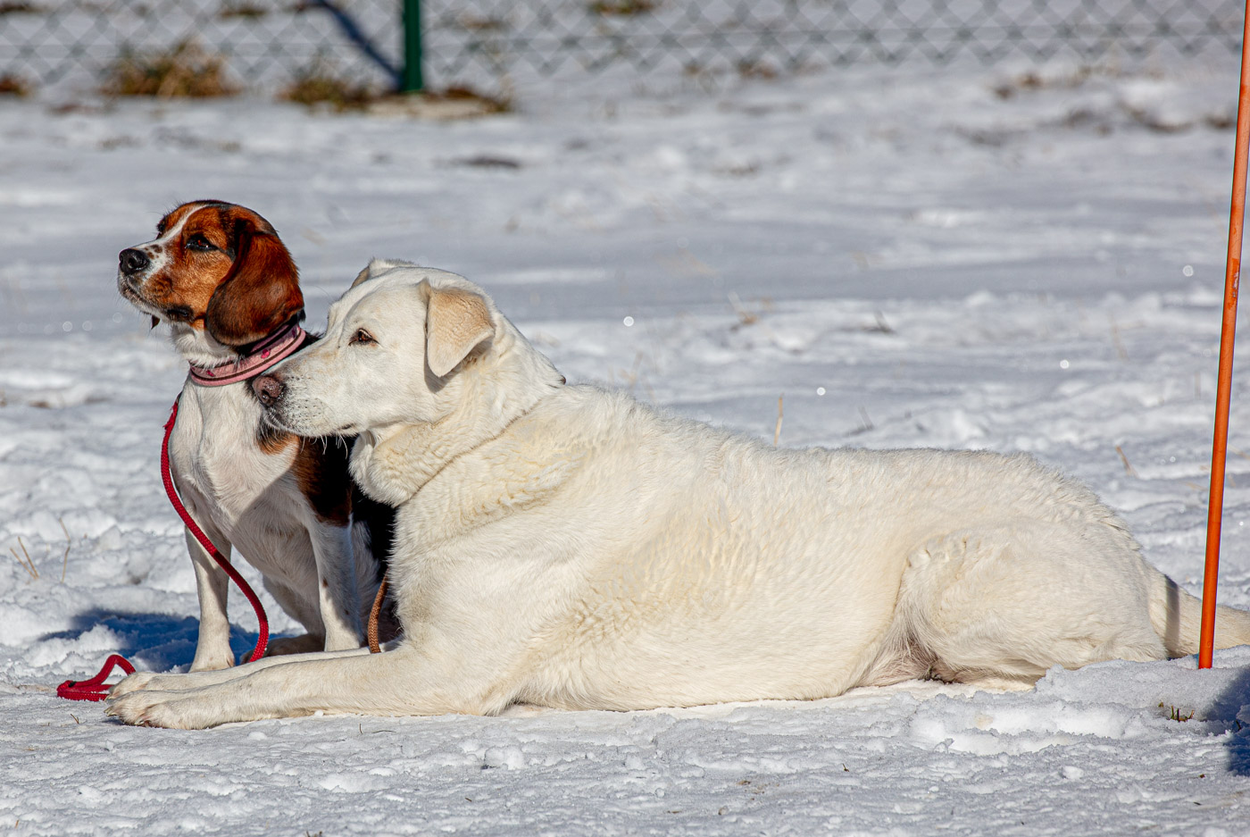 Hundeschule-Winter-08-02-2020 (36 von 69)