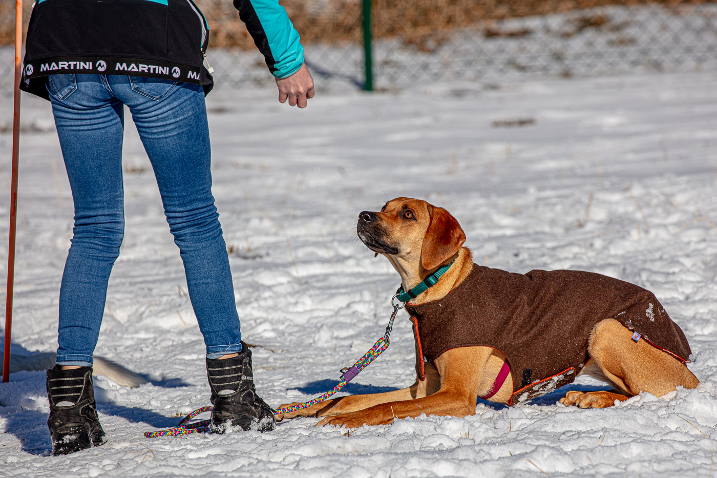 Hundeschule-Winter-08-02-2020 (37 von 69)