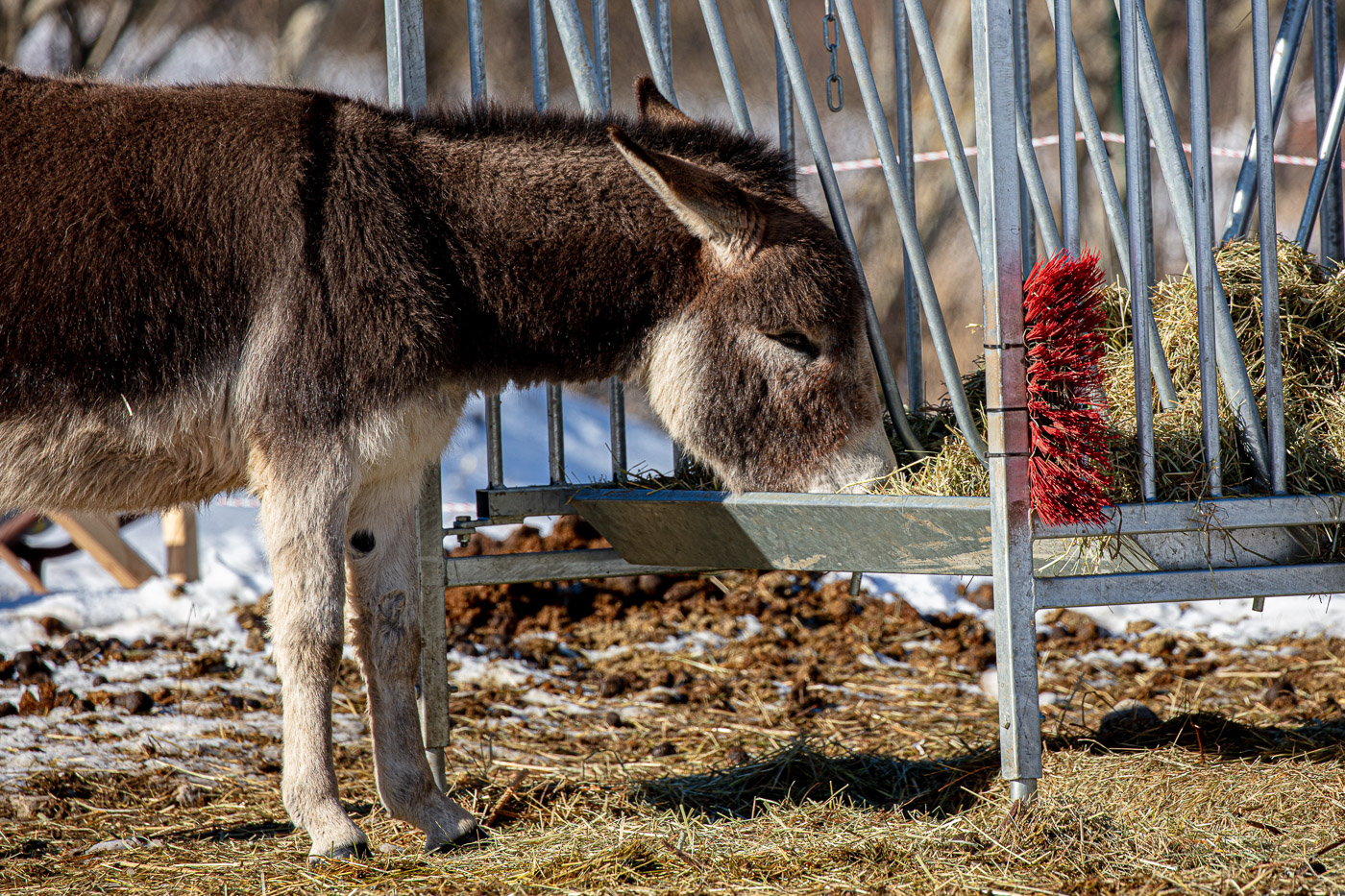 Hundeschule-Winter-08-02-2020 (4 von 69)