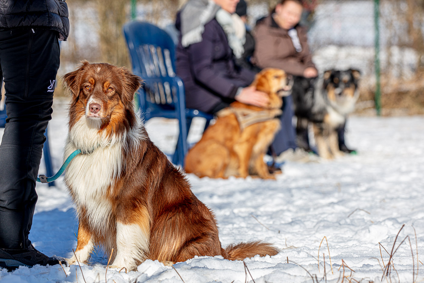 Hundeschule-Winter-08-02-2020 (43 von 69)