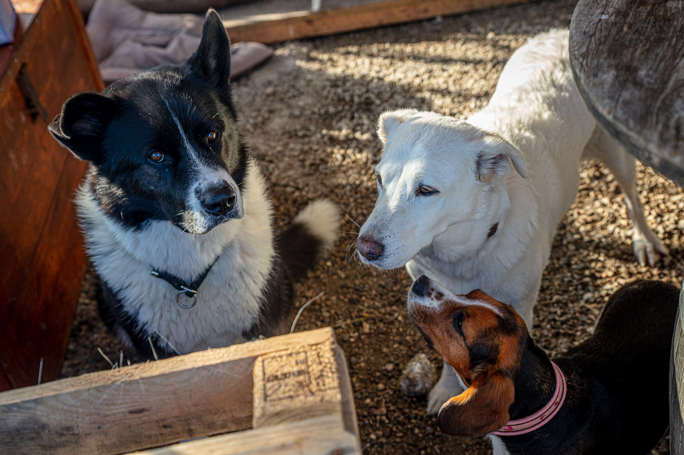 Hundeschule-Winter-08-02-2020 (45 von 69)