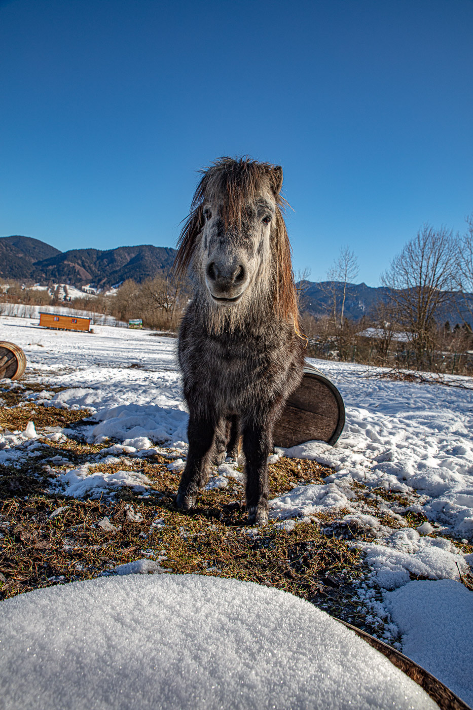 Hundeschule-Winter-08-02-2020 (54 von 69)