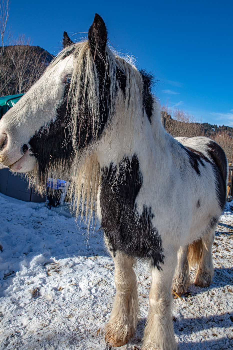 Hundeschule-Winter-08-02-2020 (57 von 69)