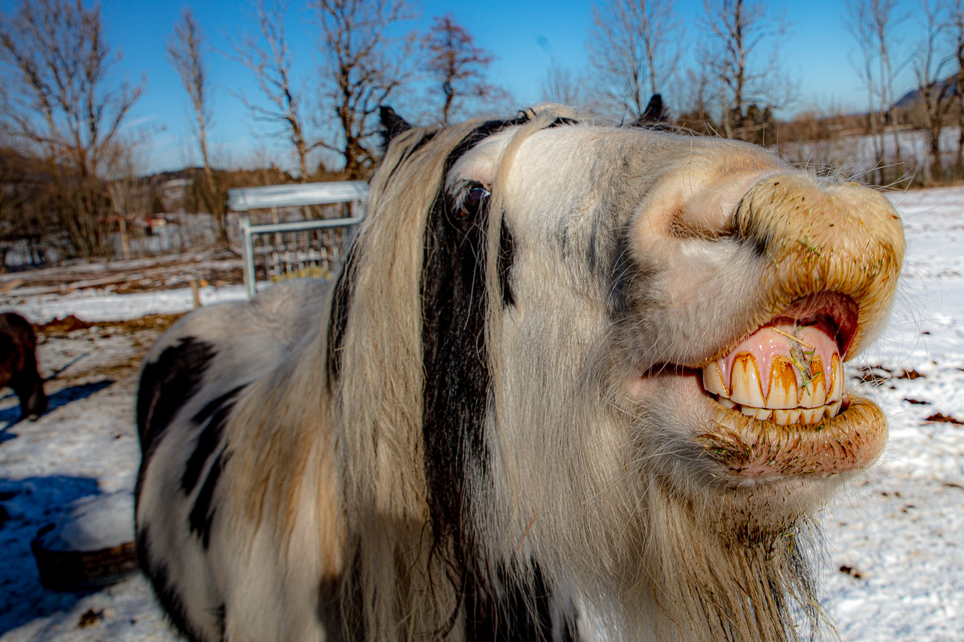 Hundeschule-Winter-08-02-2020 (62 von 69)